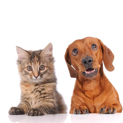 Welcoming Cat and Dog