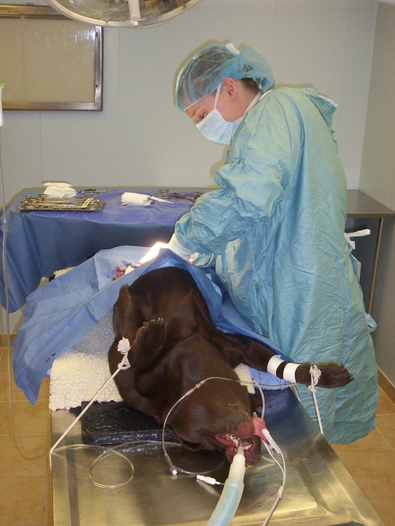 Dr. In Surgery Dr. In Surgery