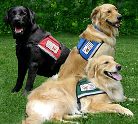 Service dogs