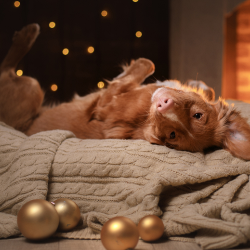 Dog stretching